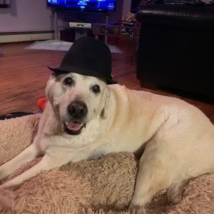 Meet your Posher, Derek